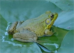 northern green frog