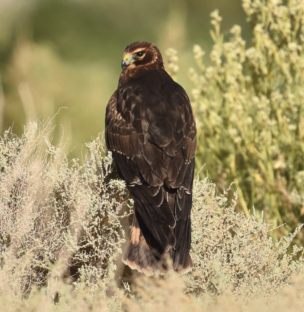 Northern Harrier | Hawk Mountain Sanctuary: Learn Visit Join