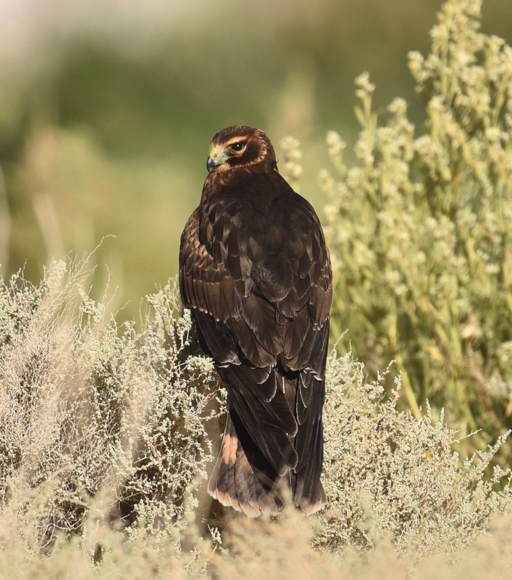 Northern Harrier northern harrier perched in bush