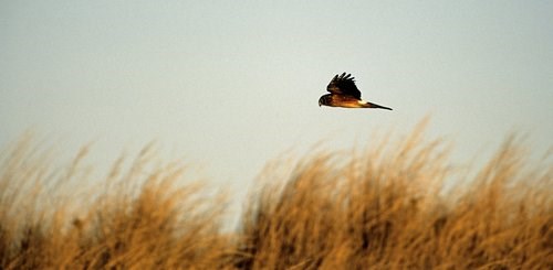 northern harrier