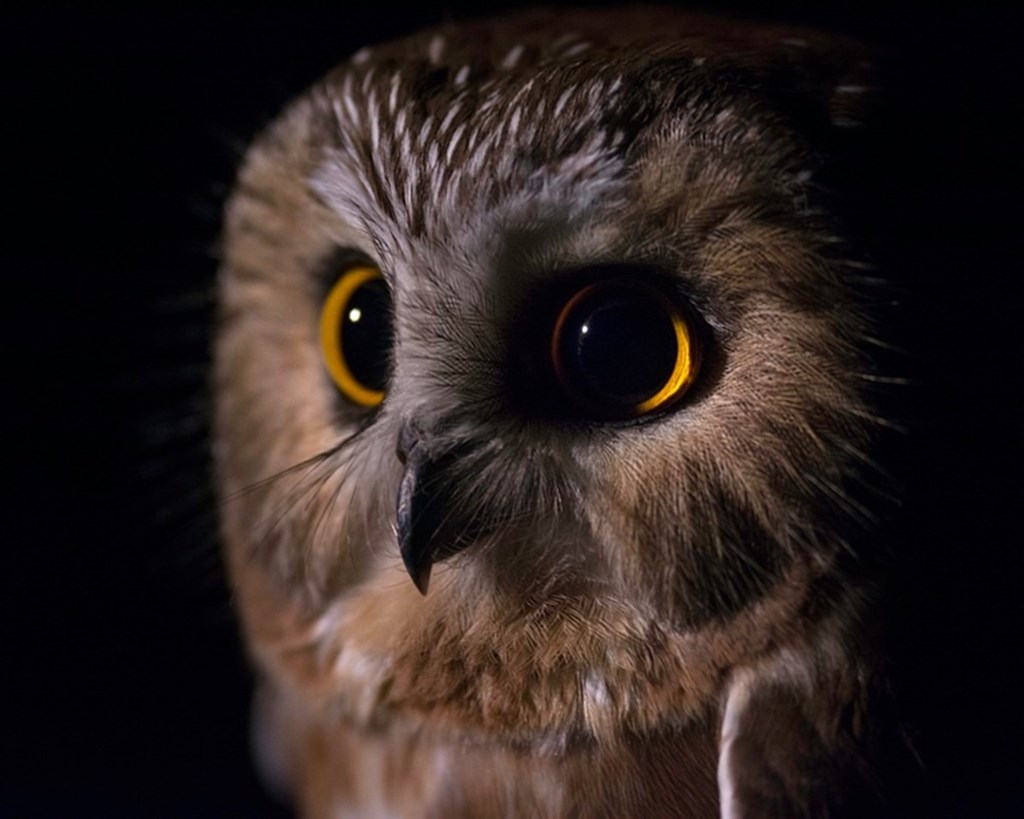 Northern Saw-whet Owl Close Up