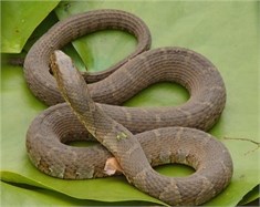 northern water snake