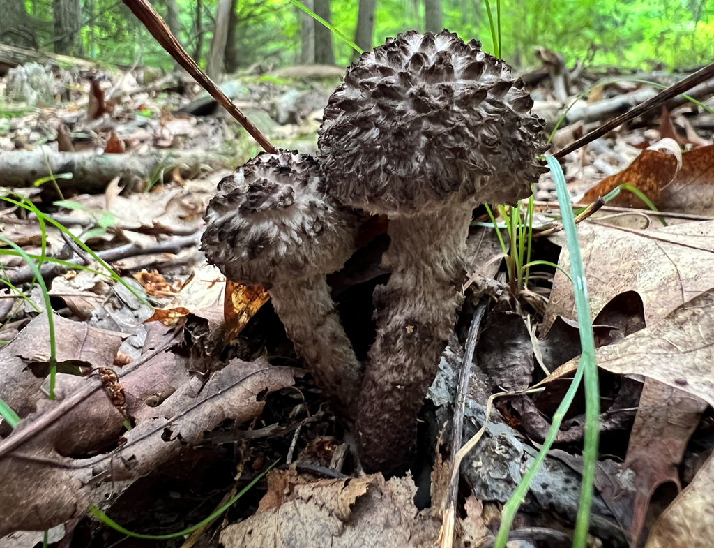 Old Man of the Woods Mushrooms