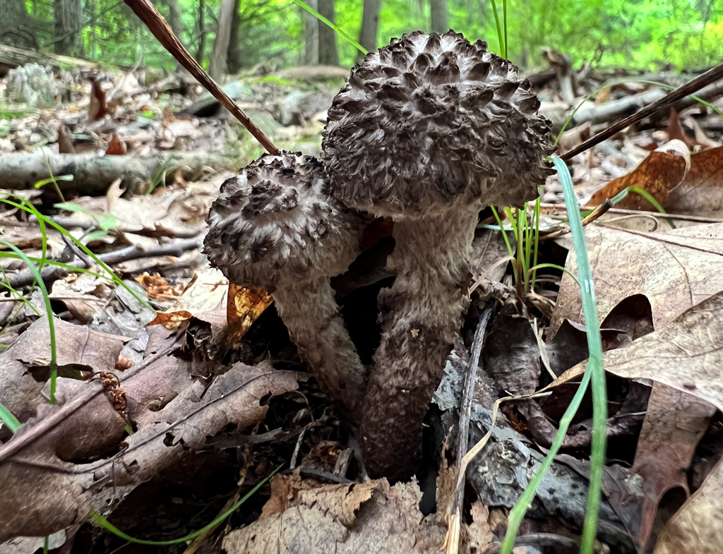 Old Man of the Woods Mushrooms Old Man of the Woods Mushrooms