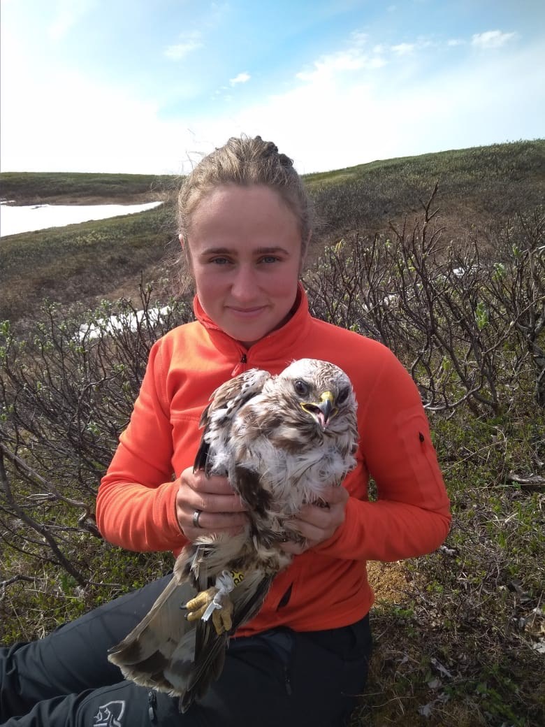 Olga Kulikova holding a recently banded rough-legged hawk. Olga Kulikova holding a recently banded rough-legged hawk.