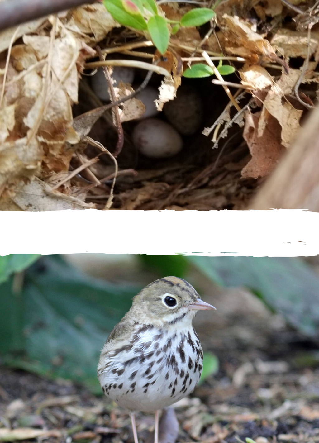 Ovenbird and Nest Ovenbird and Nest