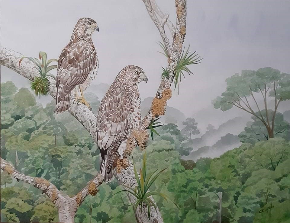 Broadwings in the Neotropics, Painting by Carlos Espino Broadwings in the Neotropics, Painting by Carlos Espino