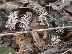 pachysandra pachysandra