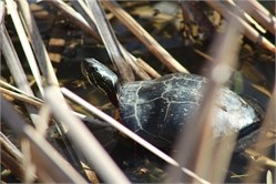 painted turtle