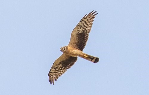Pallid Harrier