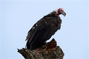 Lappet Vulture