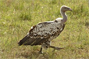 Ruppell's Vulture
