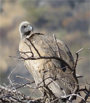 White Backed Vulture