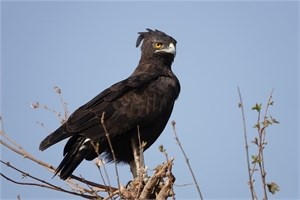 Long-Crested Eagle