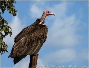 Hooded Vulture
