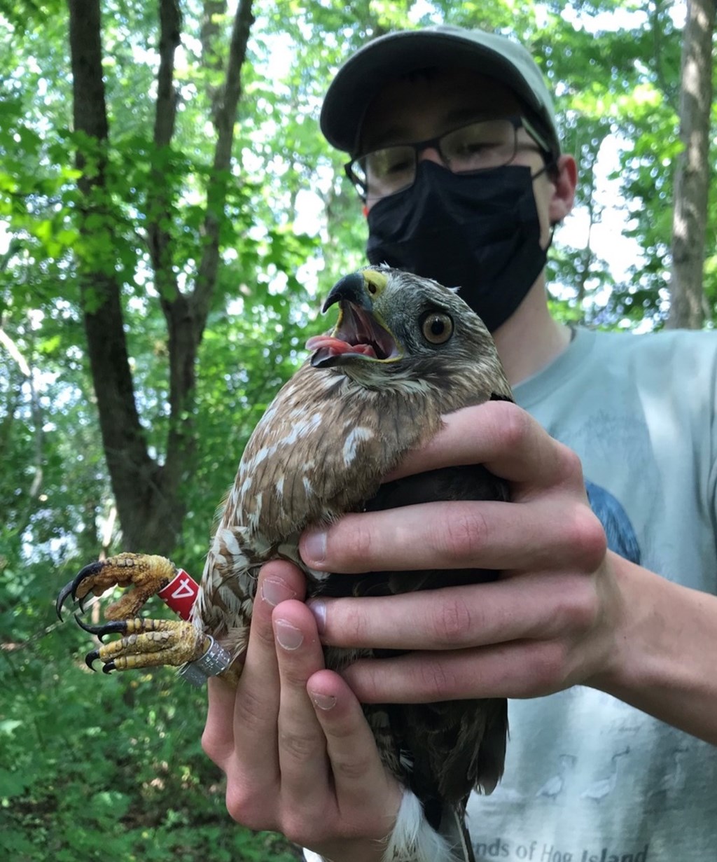 Paul Heveran with Tagged Broad-winged Hawk