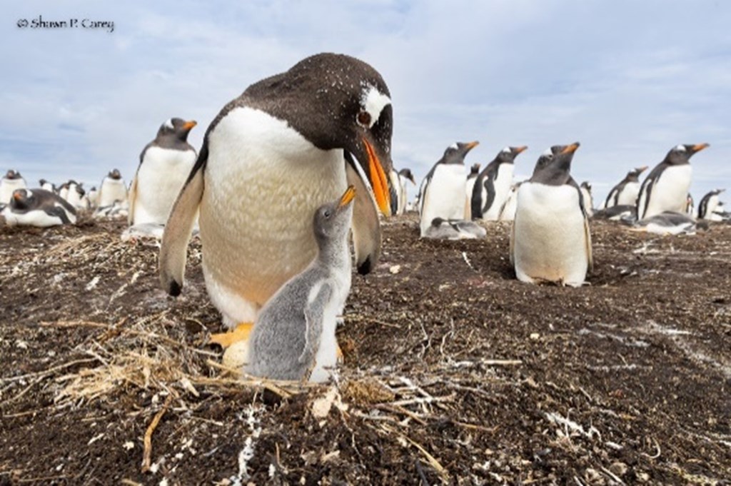 Penguins by Shawn Carey Penguins by Shawn Carey