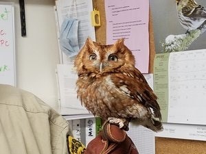 perched owl perched owl