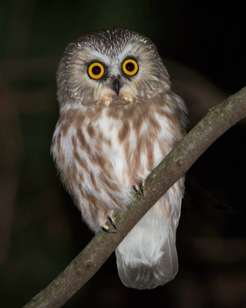 Perched Northern Saw-whet Owl