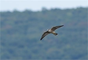 Peregrine
