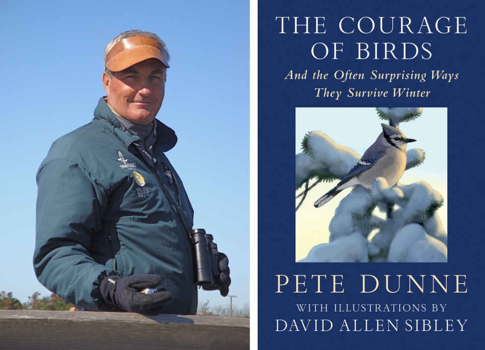 The Courage of Birds: How Our Birds Survive the Winter