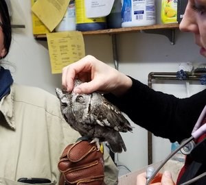 petting owl petting owl
