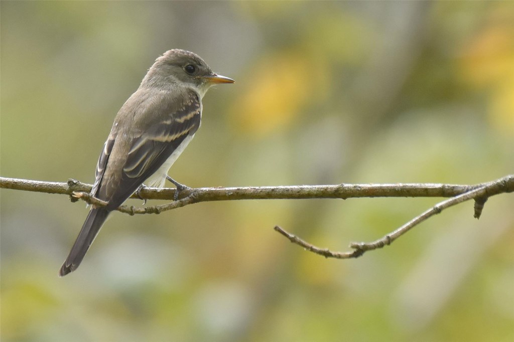 An Eastern Wood-Pewee Perched on a Branch