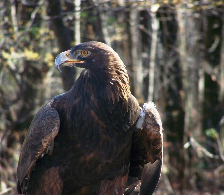 Close up shot of a perched golden eagle