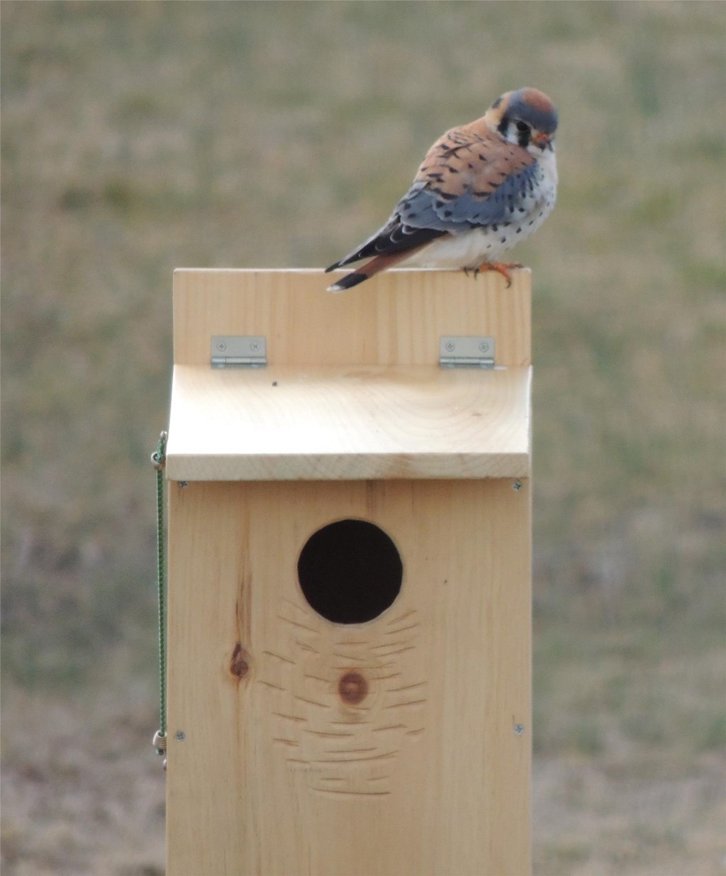 American Kestrel on Nest Box