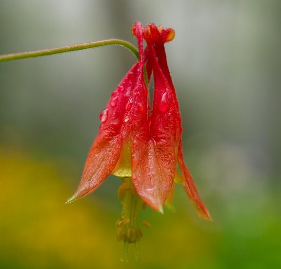 Columbine