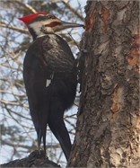 pileated woodpecker 2