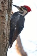 pileated woodpecker pileated woodpecker