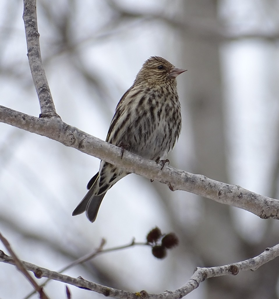 Pine Siskin