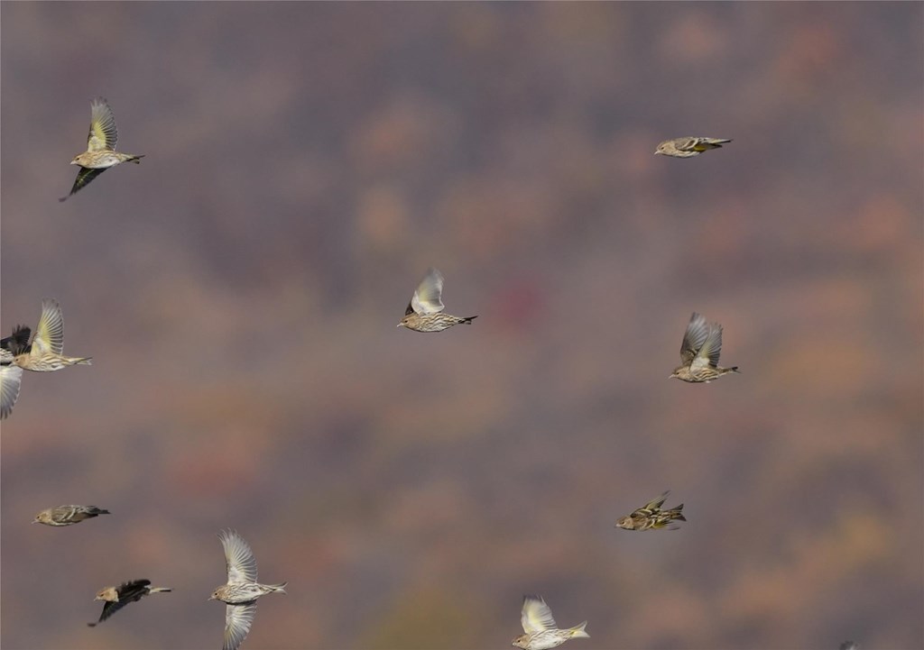 Flock of Pine Siskins by Bill Moses Flock of Pine Siskins by Bill Moses