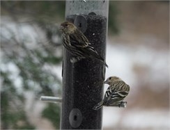 pine siskins pine siskins