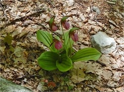 pink lady slippers 2 pink lady slippers 2