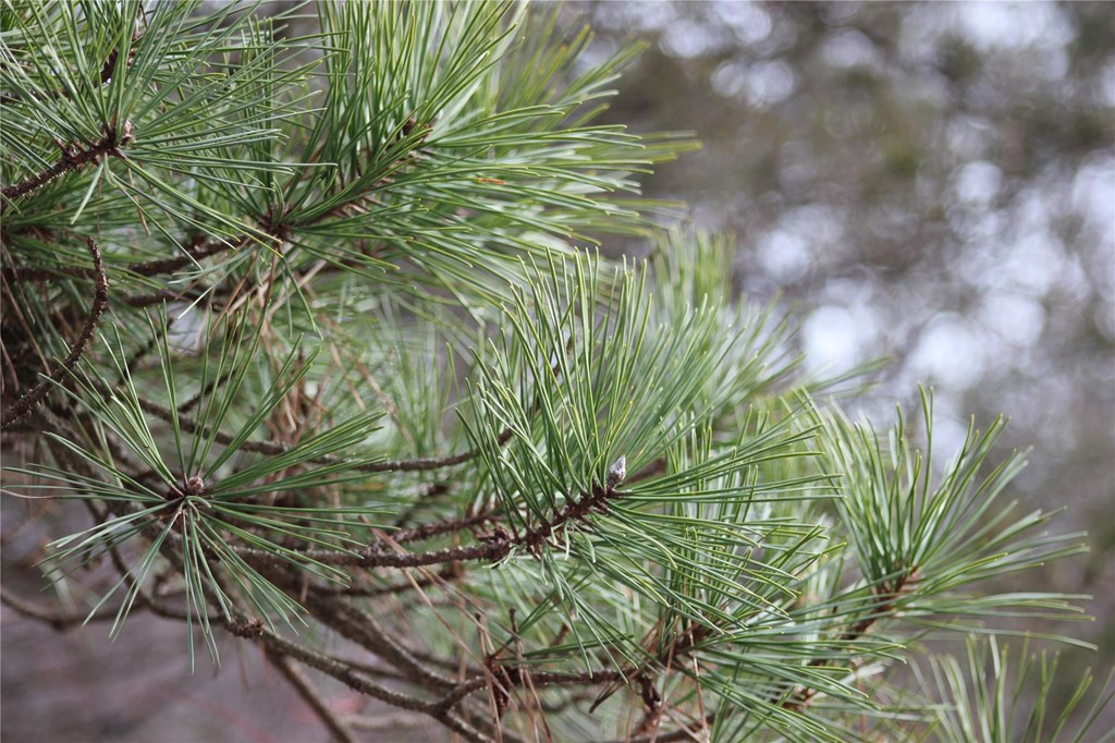 Close Up of Pitch Pine Needles Growing on a Tree