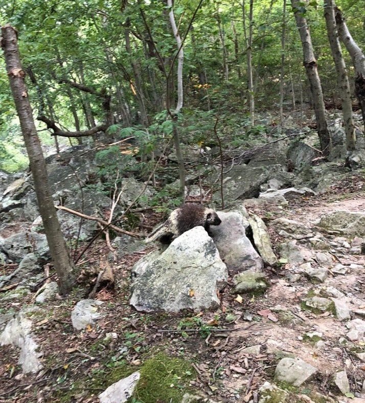 North American Porcupine