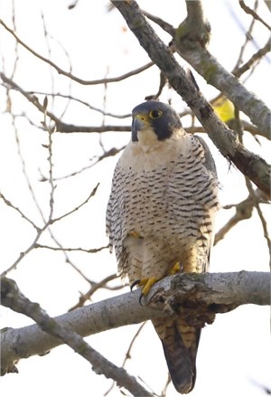 Peregrine Falcon PPL