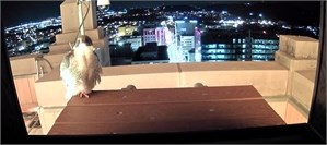 Peregrine Falcon Cam PPL