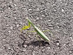 praying mantis