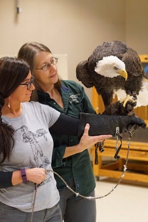 rachel and gail Rachel and Gail handling bald eagle