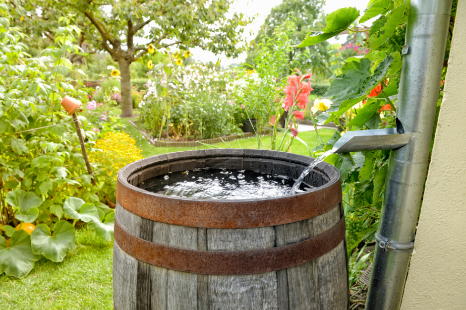 Rain Barrel in a backyard garden Rain Barrel in a backyard garden