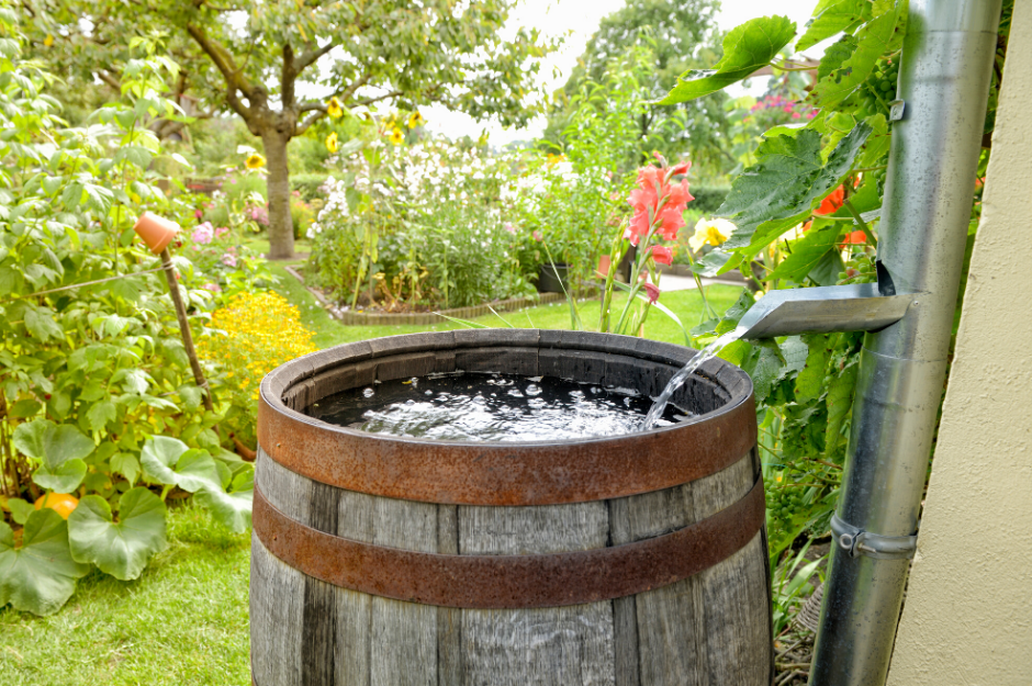 Rain Barrel in a backyard garden