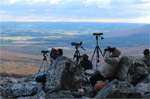 Raptor Watching