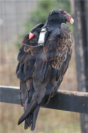 Vulture's Return