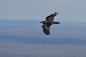 raven flying 2