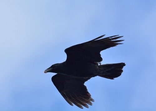 raven flying