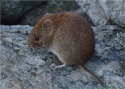 red-backed vole red-backed vole