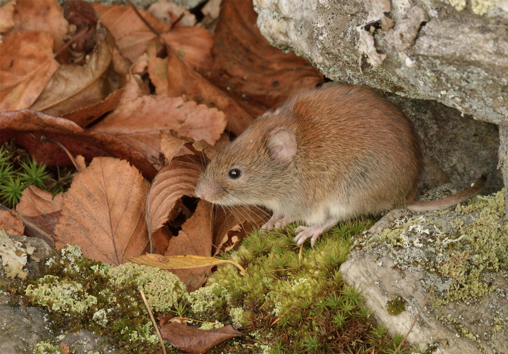Southern Red-backed Vole Foraging in the Leaf Litter
